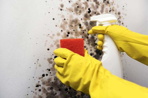 Best DIY Mold Remediation Support Services in Ordway, CO
